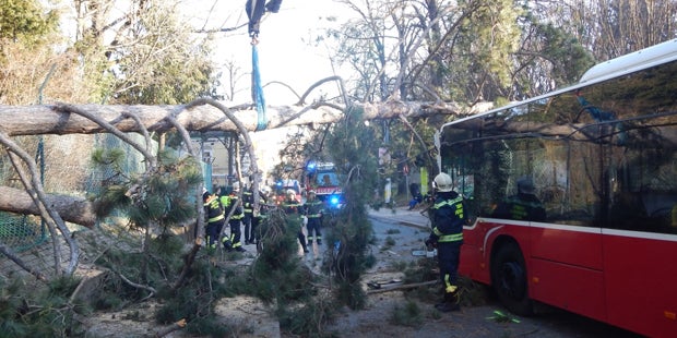 Umfallender Baum trifft Wiener Bus