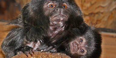 Tierbabys im Wiener Haus des Meeres