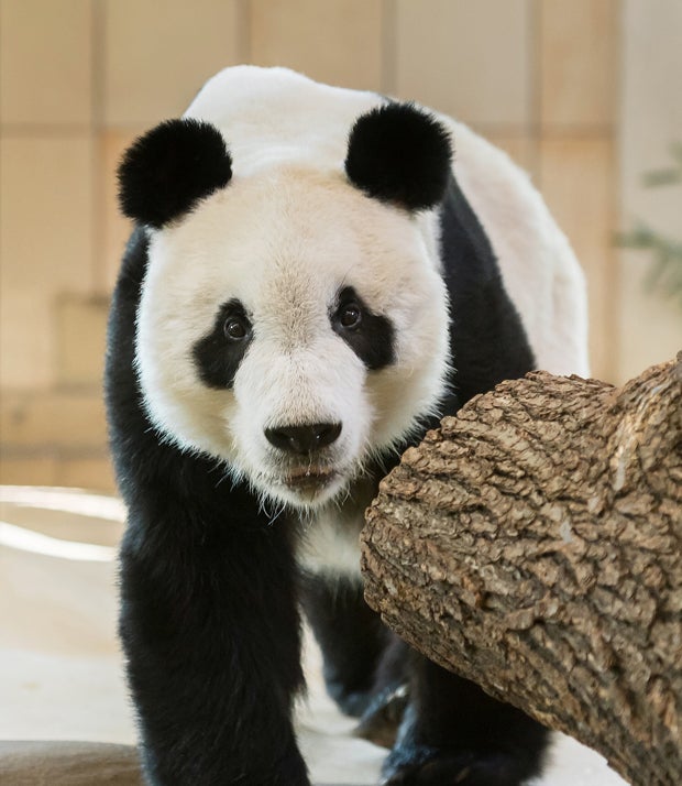 1 Jahr warten auf Panda-Paarung in Schönbrunn
