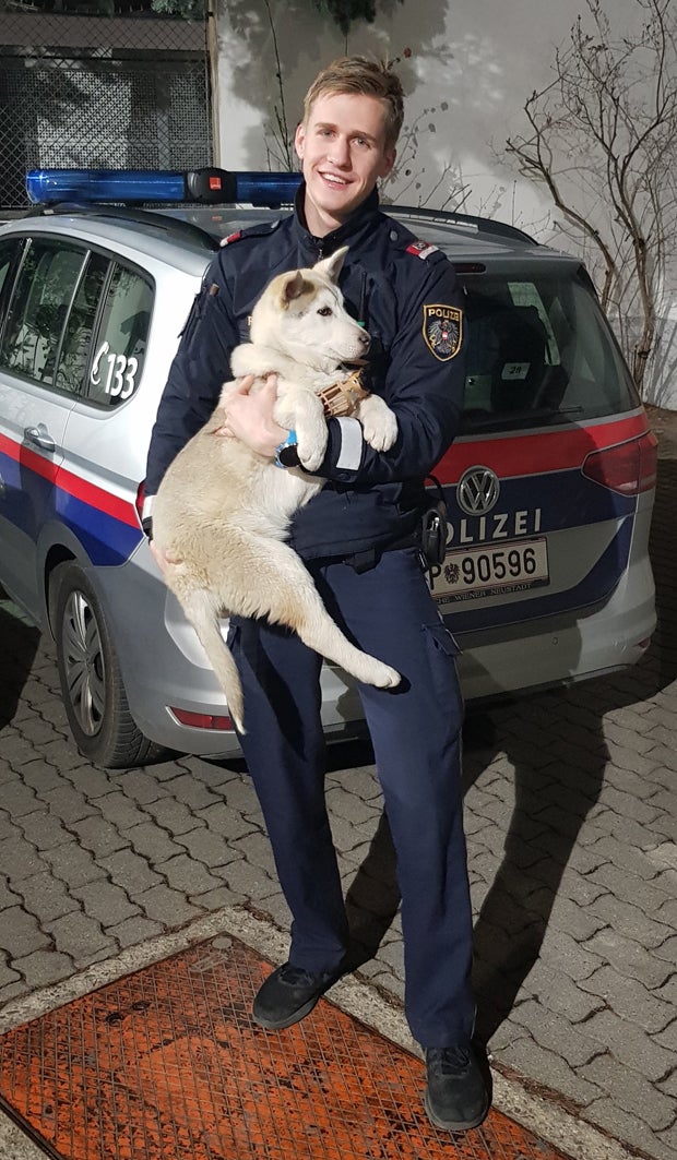 Polizisten nahmen Betrunkenem Husky-Welpen ab