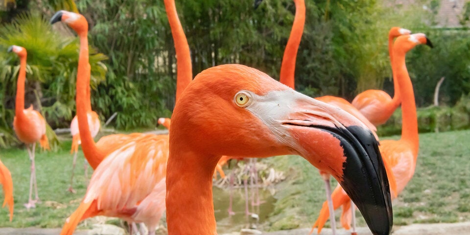 Schönbrunner Tiere genießen erste Sonnenstrahlen im Frühling