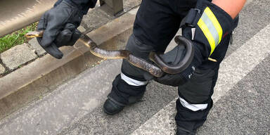 Schlange im Auto Wien &Auml;skulapnatter