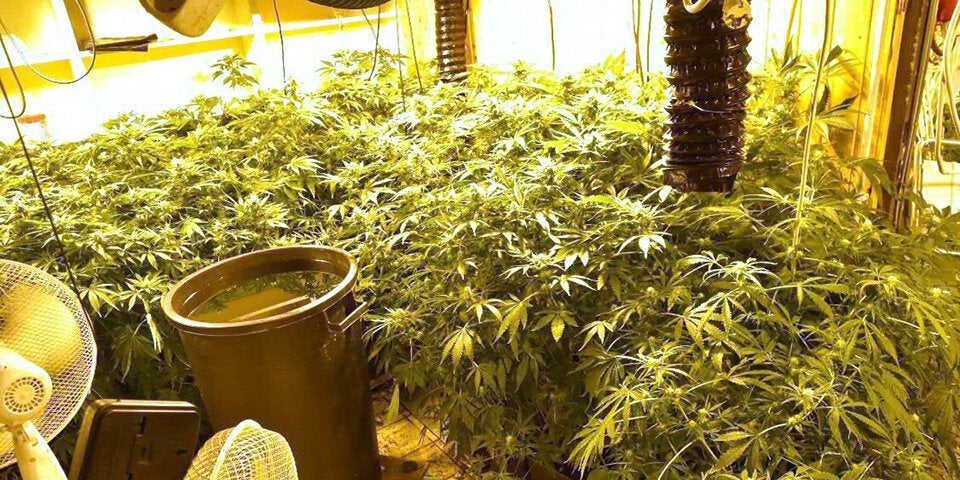 Wiener Todes-Lenker ist Drogendealer