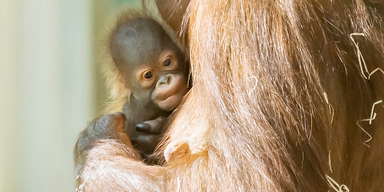 Orang-Utan