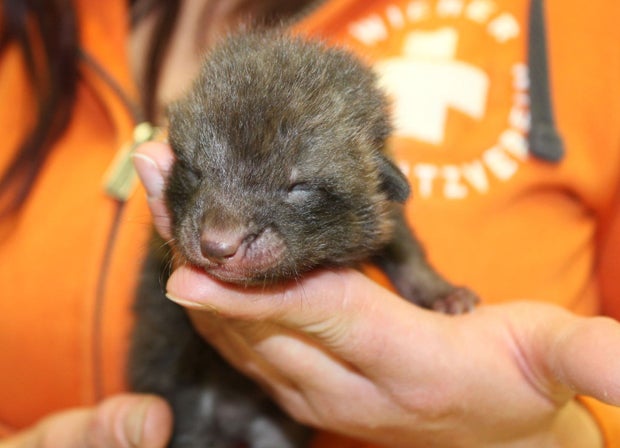 Baby-Fuchs 'Django' bei Wiener Bushaltestelle gefunden