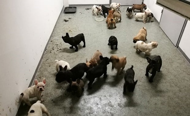 46 Hundewelpen in Kombi gepfercht