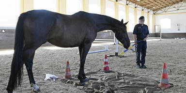 "Chaotische Zustände" bei berittener Polizei