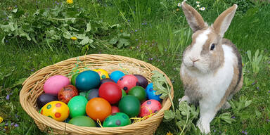 Ostereier Osterhase Ostern