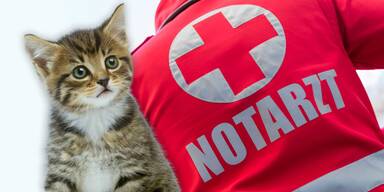 Junge Katze und ein Notarzt