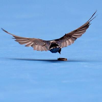 Die besten Bilder der Australian Open