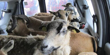 Polizeikontrolle fand 10 Ziegen in einem Kombi