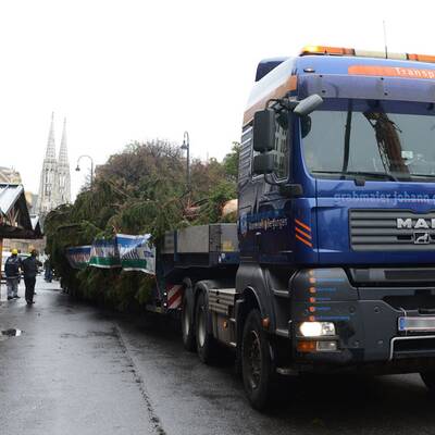 Wiener Christbaum wird aufgestellt