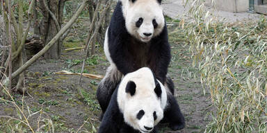 Pandas in Sch&ouml;nbrunn haben sich gepaart