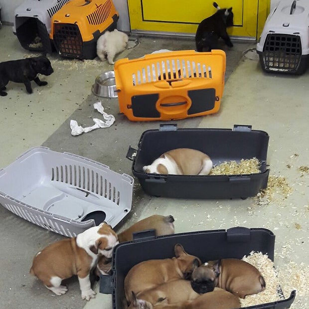 Welpen-Drama: Rumäne stopfte 47 Hunde in Pkw