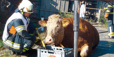Stier-Transporter stürzte ab