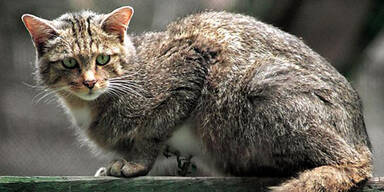 Brutaler Tierquäler köpfte Katze