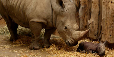 Nashorn-Nachwuchs im Zoo Salzburg