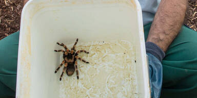 Vogel-Spinne  schockt Golfer