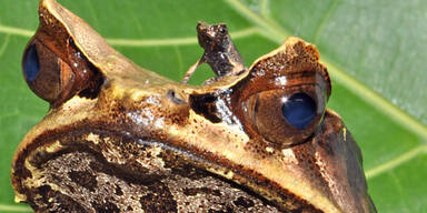 Baby-Boom im Haus des Meeres