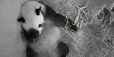 So süß ist der kleine Baby-Panda