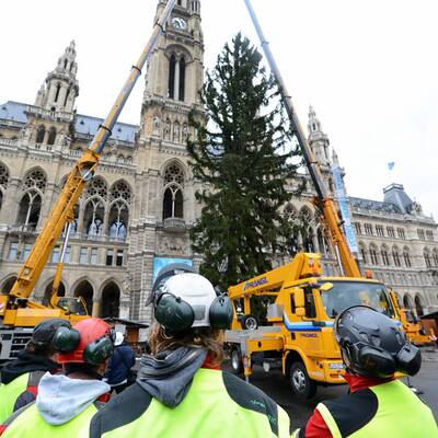 Wiener Christbaum wird aufgestellt