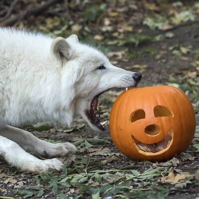 Kürbisfressen zu Halloween in Schönbrunn