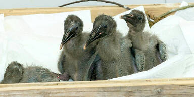 Waldrapp-Küken mit Hand aufgezogen