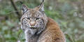 Luchs-Paar sind neue Bewohner in Schönbrunn