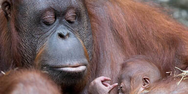 Immer mehr Tierqu&auml;ler terrorisieren Zoos