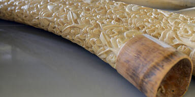 Mega-Elfenbein-Schmuggel in Wien aufgeflogen