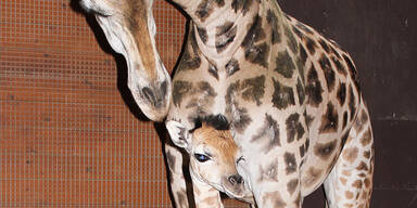 Baby-Giraffe im Zoo Schmiding begeistert alle