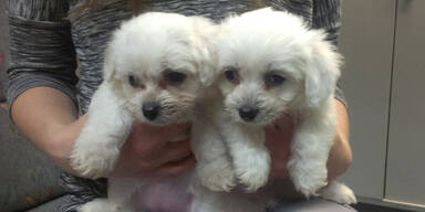 Illegale Welpenh&auml;nder in Wien aufgedeckt