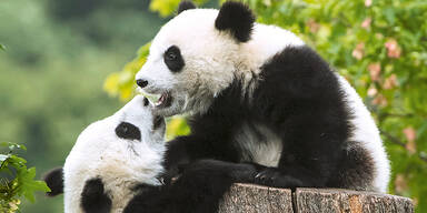 Tiergarten Sch&ouml;nbrunn zum besten Zoo gew&auml;hlt