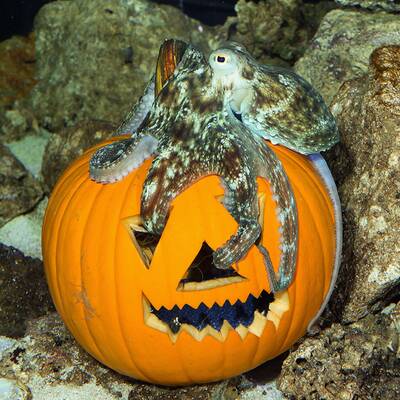 Kürbisfressen zu Halloween in Schönbrunn