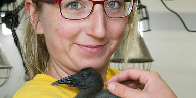 Waldrapp-Küken mit Hand aufgezogen