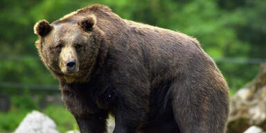 Braunbär Bär