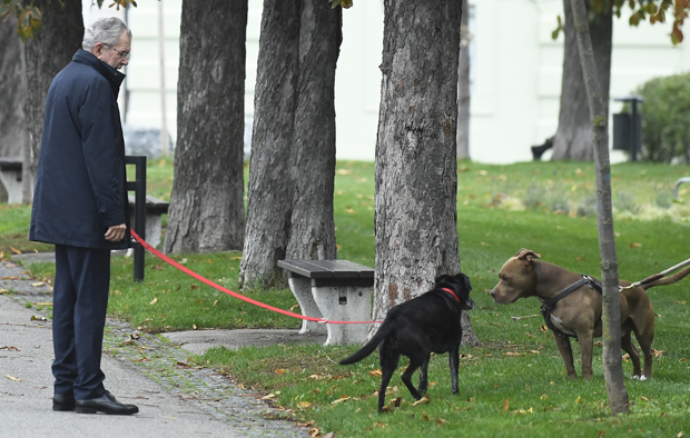 Van der Bellen VdB Juli Hund Hündin