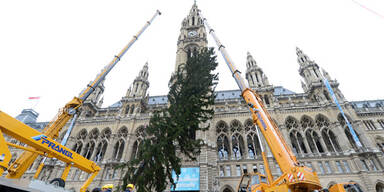 Unser Weihnachtsbaum ist schon da