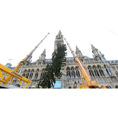Wiener Christbaum wird aufgestellt
