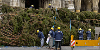 Christbaum am Rathausplatz aufgestellt