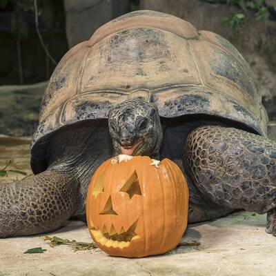 Kürbisfressen zu Halloween in Schönbrunn