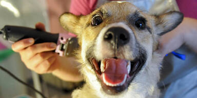 Glitzer-Tattoos f&uuml;r den Hund