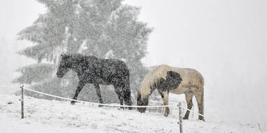 Zehn Pferde vermutlich vergiftet