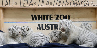 5 Tiger-Babies sind die Stars im 