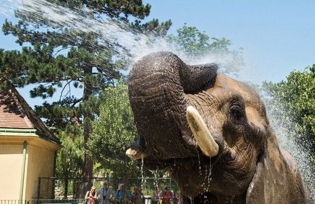 Rekord-Hitze grillt das Land