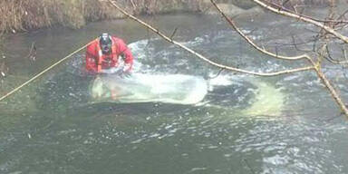 Auto versinkt im eiskalten Bach