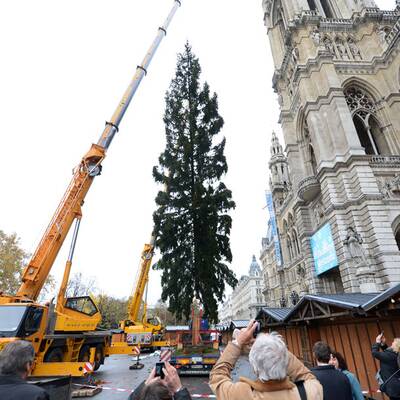 Wiener Christbaum wird aufgestellt