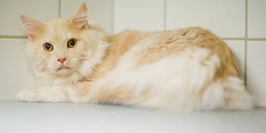 Eigene Katze brachte Ehepaar ins Spital