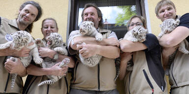 5 Tiger-Babies sind die Stars im 