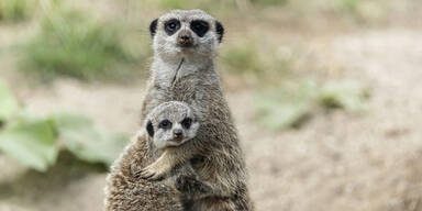 Überraschendes Baby-Glück im Tiergarten Schönbrunn 